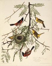 The orchard oriole. From "The Birds of America", 1827-1838.