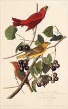 The Summer Red Bird. From "The Birds of America", 1827-1838.