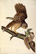 The barred owl. From "The Birds of America", 1827-1838.