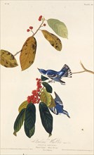 The cerulean warbler. From "The Birds of America", 1827-1838.