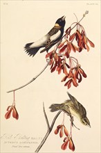 The Ricebird. From "The Birds of America", 1827-1838.