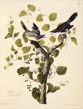 The loggerhead shrike. From "The Birds of America", 1827-1838.