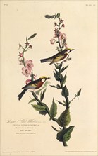 The chestnut-sided warbler. From "The Birds of America", 1827-1838.