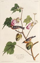 The bay-breasted warbler. From "The Birds of America", 1827-1838.