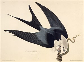 The swallow-tailed kite. From "The Birds of America", 1827-1838.