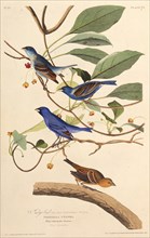 The indigobirds. From "The Birds of America", 1827-1838.