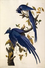 Columbia Jay (Garrulus ultramarinus). From "The Birds of America", 1827-1838.