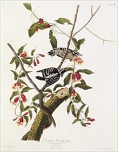 The downy woodpecker. From "The Birds of America", 1827-1838.