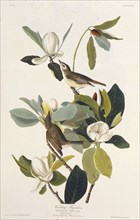 Warbling Flycatcher. From "The Birds of America", 1827-1838.