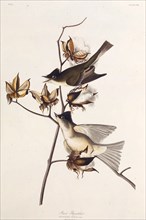 Pewit Flycatcher. From "The Birds of America", 1827-1838.