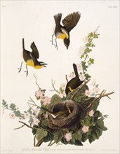 The yellow-breasted chat. From "The Birds of America", 1827-1838.