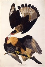 The northern crested caracara. From "The Birds of America", 1827-1838.
