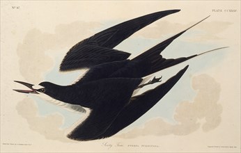 The sooty tern. From "The Birds of America", 1827-1838.