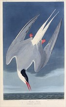 The Arctic tern. From "The Birds of America", 1827-1838.