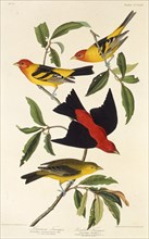 Western tanager. Scarlet tanager. From "The Birds of America", 1827-1838.