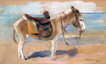 Donkey on the beach of Noordwijk, 1908.