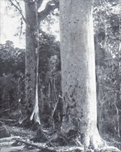 Giant Kauri Tree', late 19th-early 20th century.
