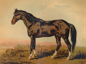 A Dongola Horse', c1850, (c1879).