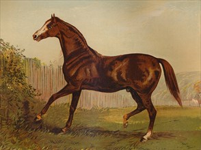 Thoroughbred Sire "Blair Athol", winner of the Derby & St Leger 1864', c1879.