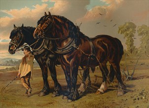 Clydesdale Stallion & Mare', c1879.