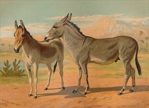 Abyssinian Wild Male Ass & Female Indian Onager', c1879.