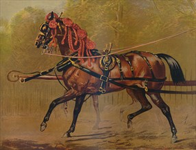 A State Carriage Horse', c1879.