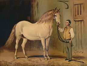 Cream State Carriage Horse. (Of Her Majesty's Stud)', c1879.