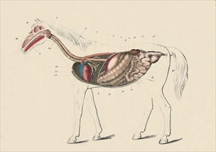 Longitudinal Section of the Horse', c1879.