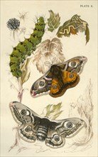 Emperor moths, 19th century.