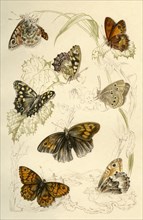 Butterflies, 19th century.