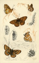 Fritillary butterflies, 19th century.