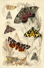 Moths, 19th century.