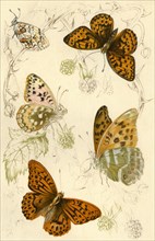 Fritillary butterflies, 19th century.