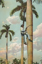 'Climbing the Royal Palm - Subiendo la Palma Real',1910