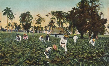 Tobacco plantation, Cuba