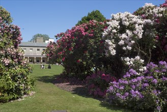 Rhododendrons,  Kenwood House