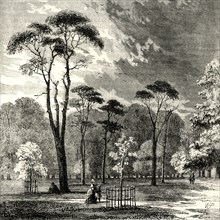 'The Scotch Firs, Kensington Gardens'