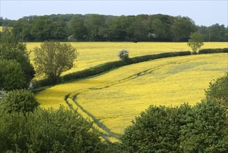 Suffolk countryside, England
