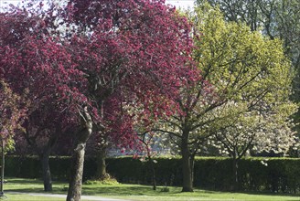 Regent's Park - Spring blossoming trees in Regent's Park, London