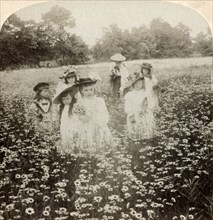'In the Daisy Field: "Sweet Flow'ret of the Rural Glade',1896