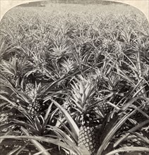 'Where the Luscious Pineapple Grows, Florida