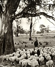 Australia - A drover with some of his charges on a sheep station in the State of Victoria', c1948