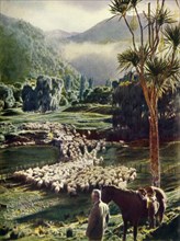 'Amid the Beauties of New Zealand's Sheep Farms', c1948