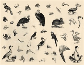 'Birds', c1910