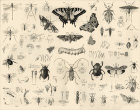 'Insects', c1910