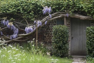 A house covered by ancient wisteria branches, close to Richmond Park