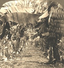 'In the Heart of a Banana Plantation, Hawaiian Islands', 1901. Creator: Works and Sun Sculpture Studios.