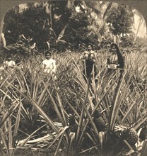 'Pineapple Plantation, Mayaguez, Porto Rico', 1899.  Creator: Works and Sun Sculpture Studios.