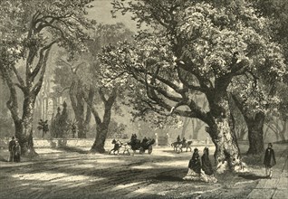 'Oaks of Oakland', 1874.  Creator: Unknown.