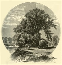 'Elms on the Genesee Flats', 1874.  Creator: John J. Harley.